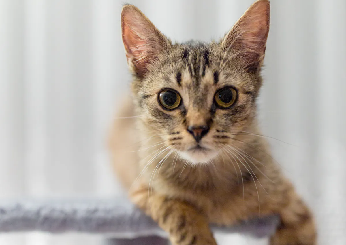 chat européen couché sur un arbre à chat 