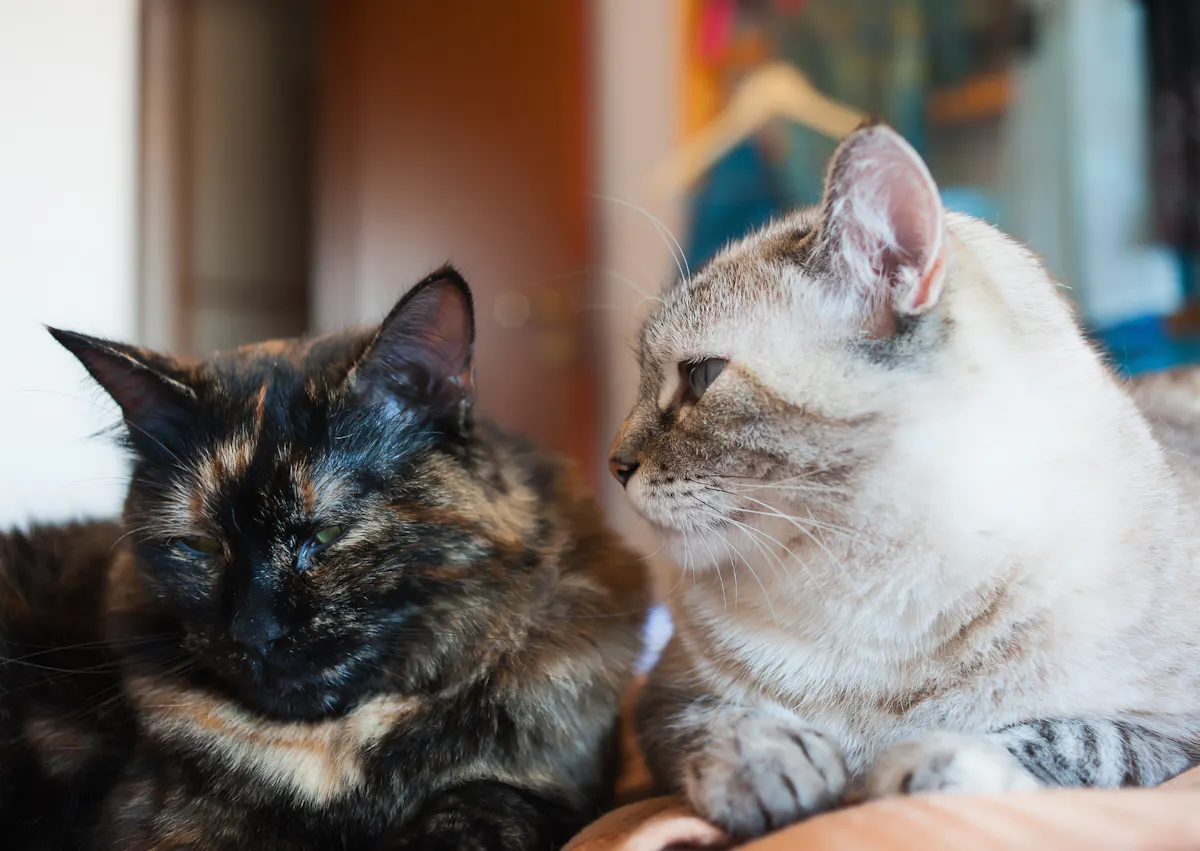 2 chat europée, l'un blanc et l'autre noir, il se regarde et sont couchés