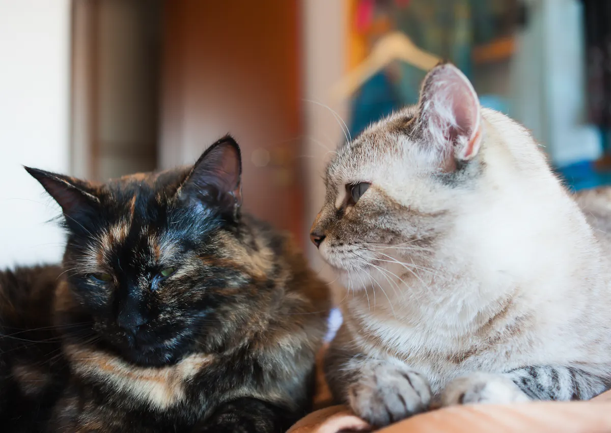 2 chat europée, l'un blanc et l'autre noir, il se regarde et sont couchés