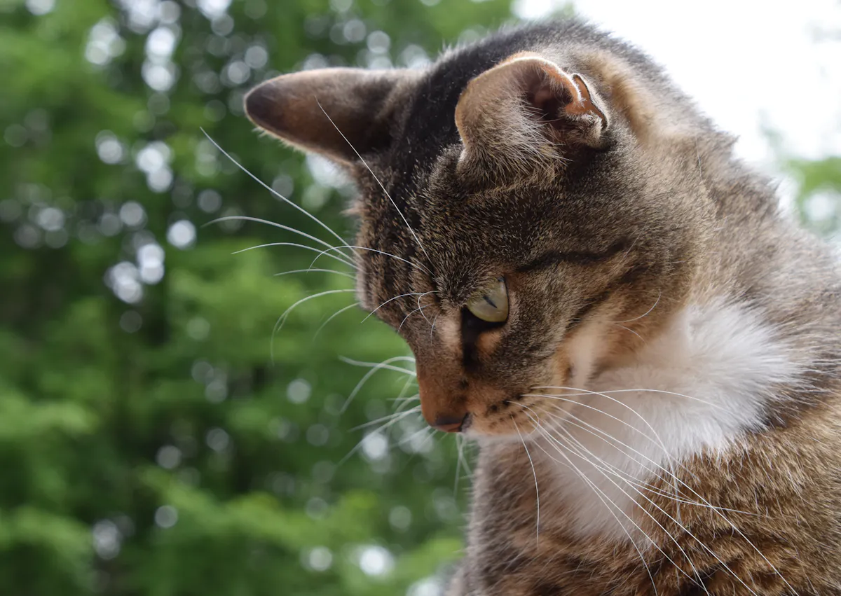 chat européen qui regarde evrs le bas dehors