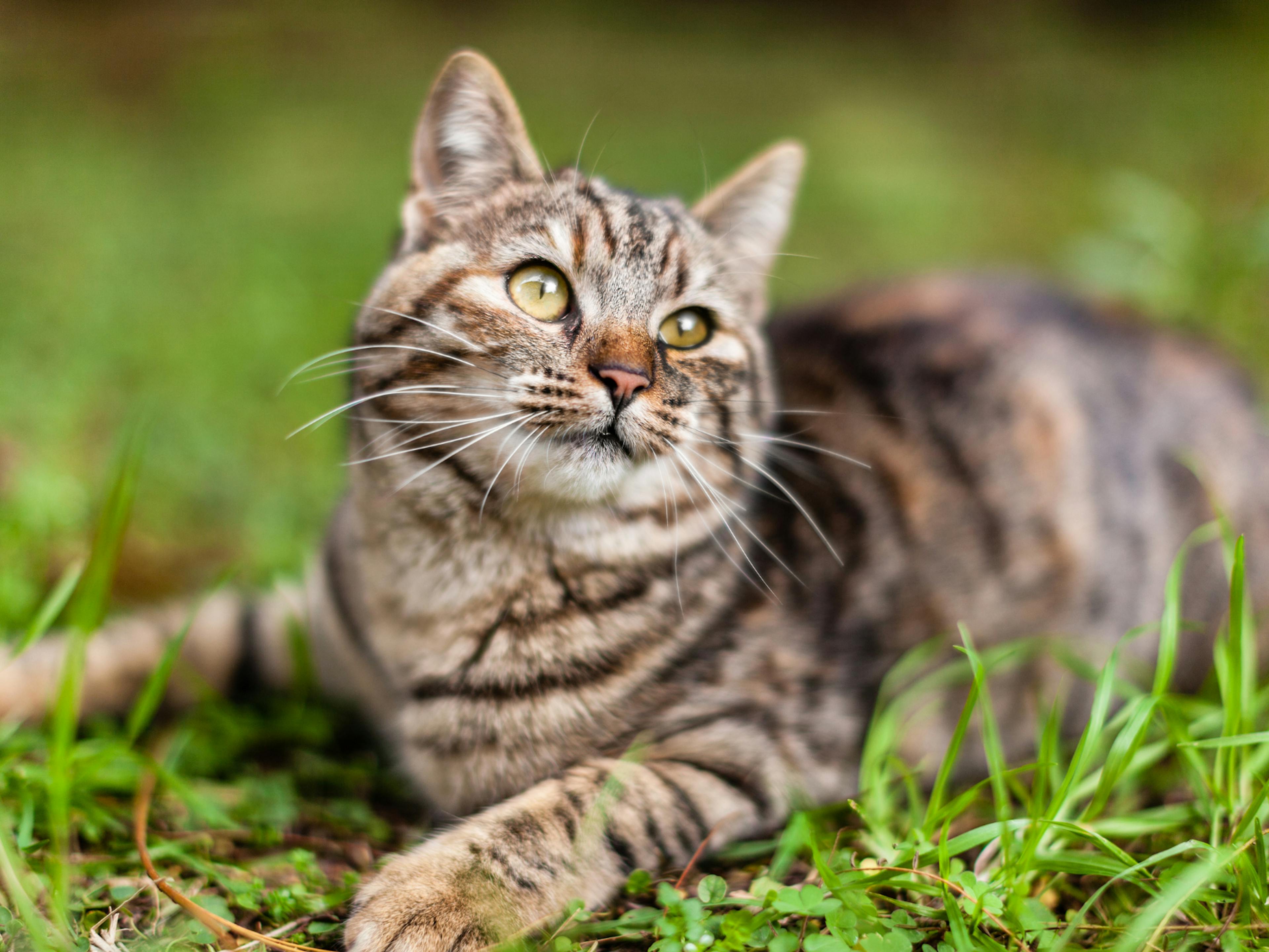 chat européen couché dans l'herbe, il regarde vers le haut 