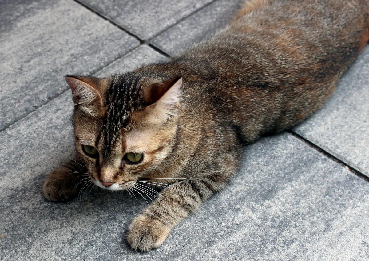 chat européen couché sur du carelage