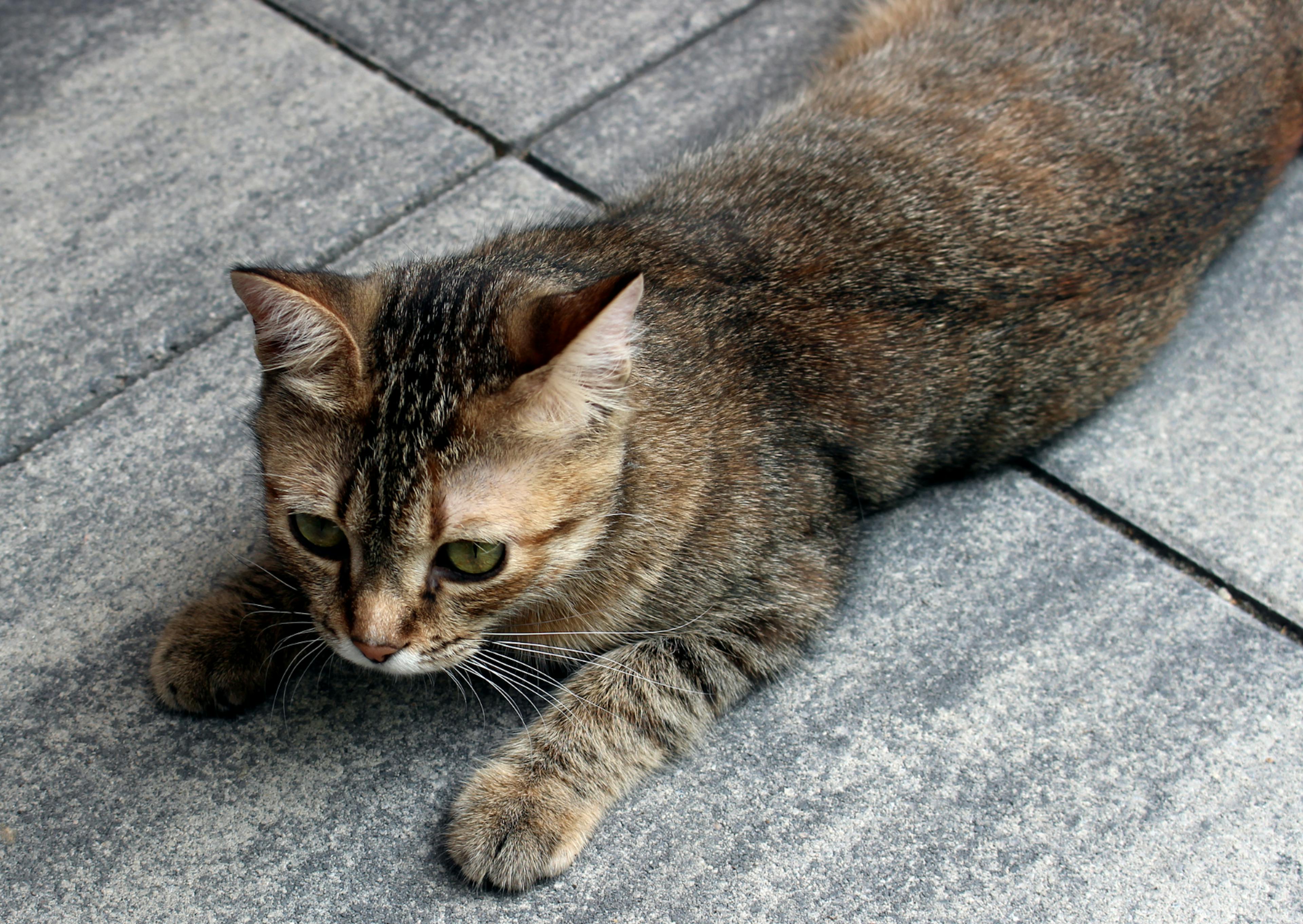 chat européen couché sur du carelage 