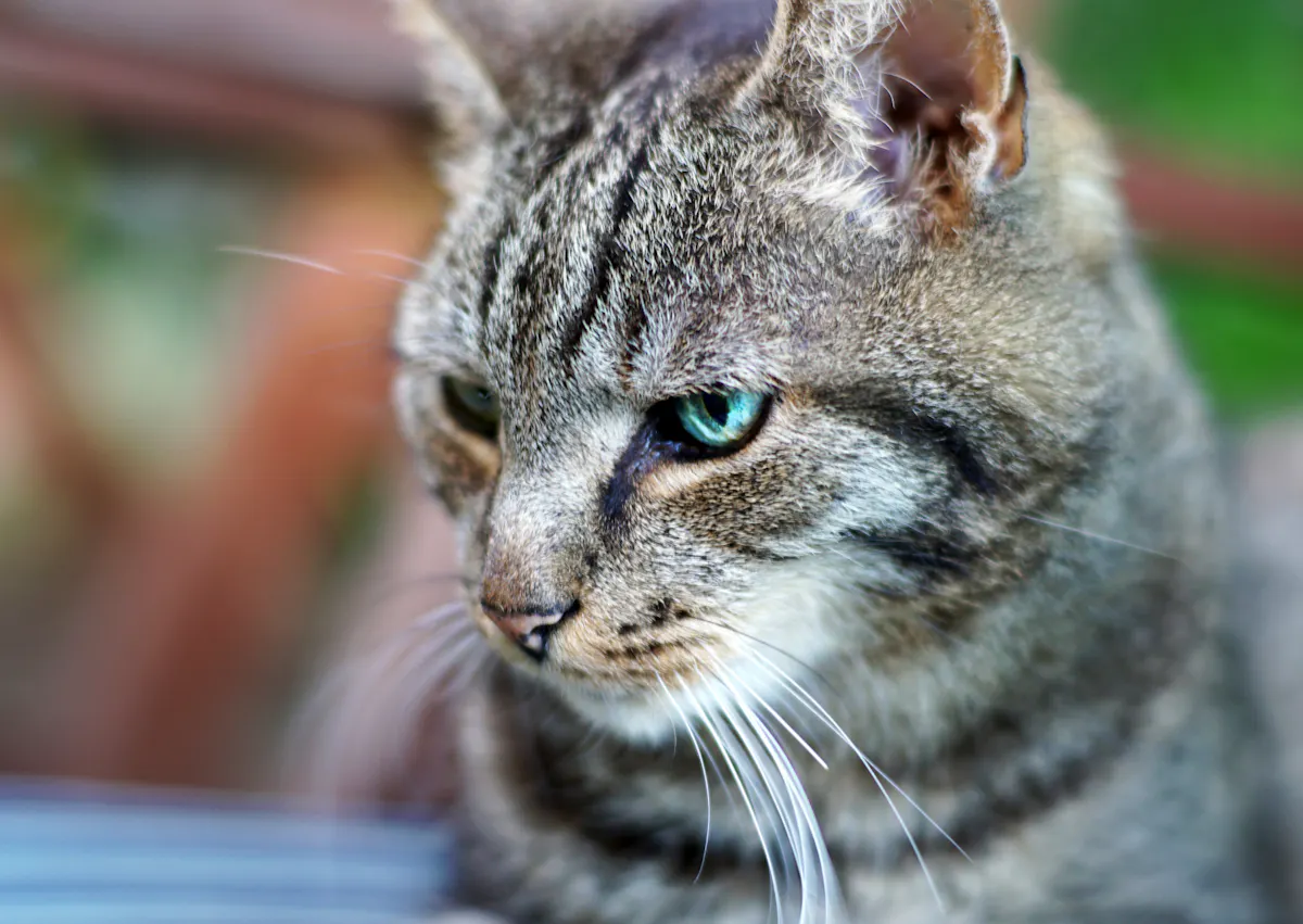 chat européen qui regarde vers le bas, il est dehors chat européen