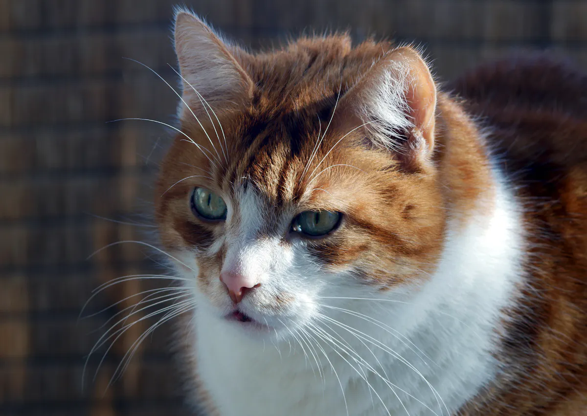 chat européen qui regarde au loin 
