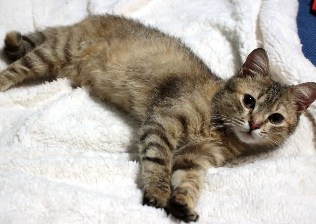 chat européen couché dans un plaid, il relève légèrement la tête