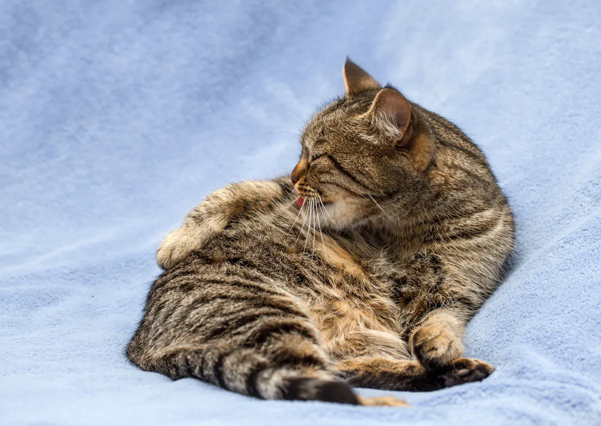 chat européen couché sur un draps bleu, il se lèche le pelage 