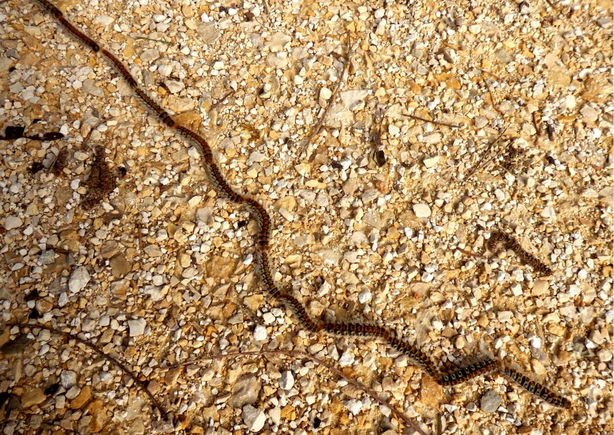 fil de Chenilles processionnaires sur un sol avec des cailloux
