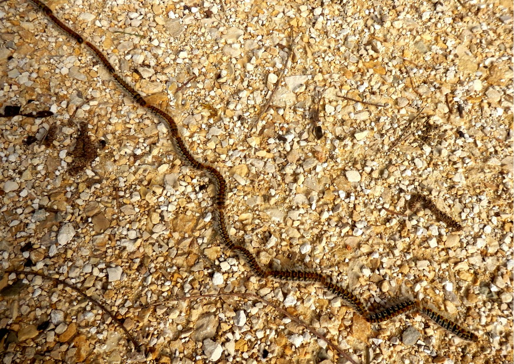 fil de Chenilles processionnaires sur un sol avec des cailloux