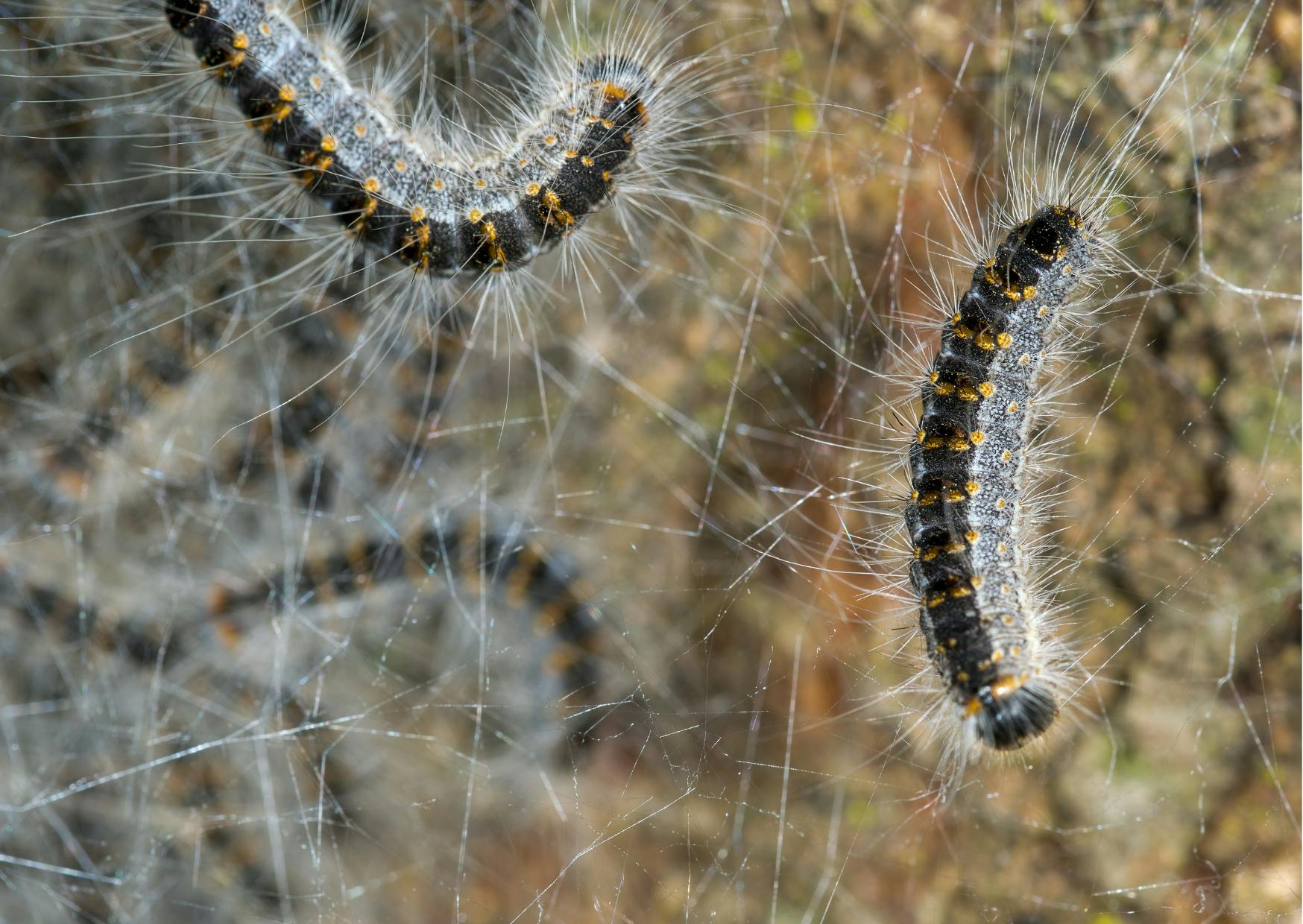 Chenilles processionnaires noires et blanches sur le sol