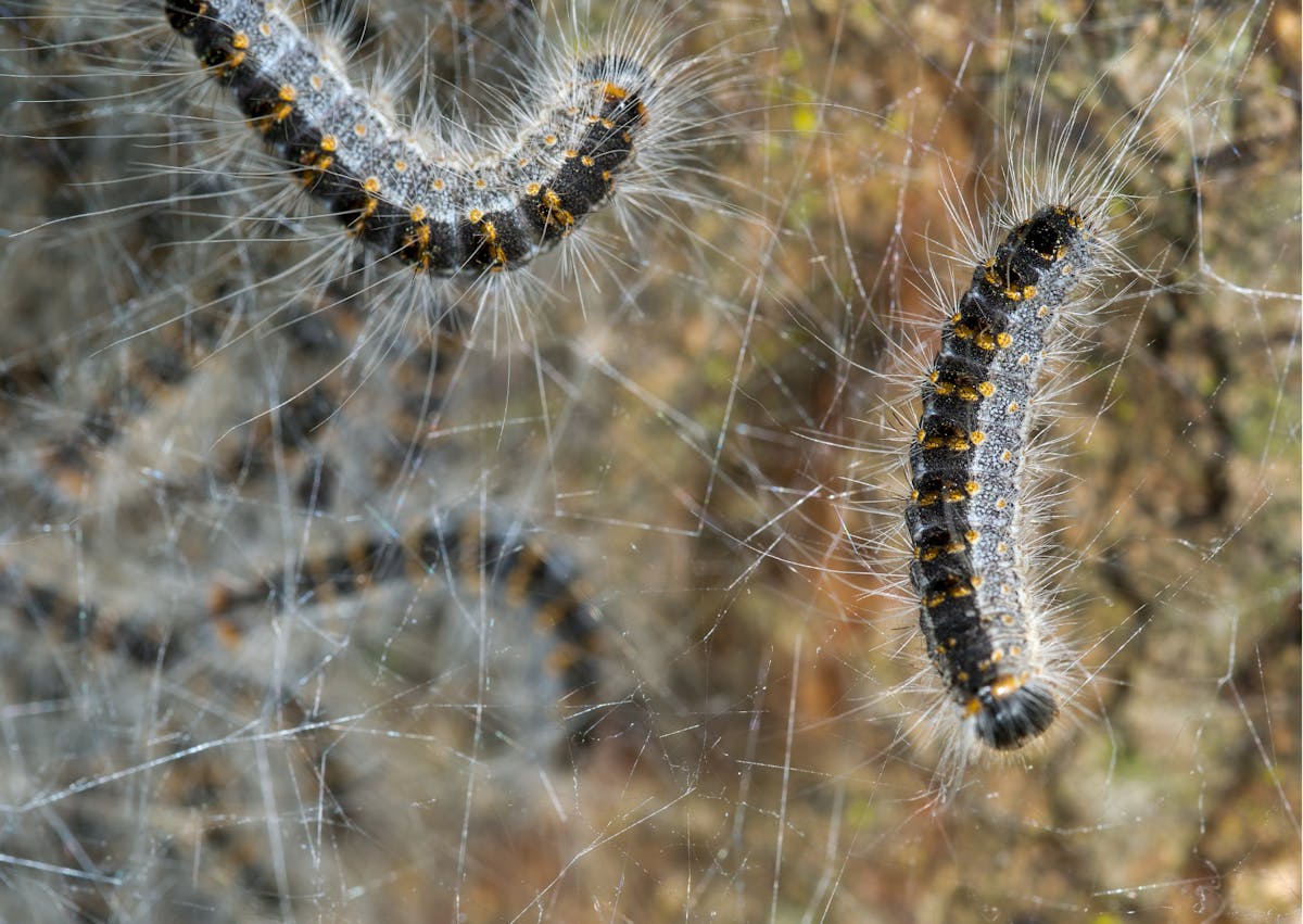 Chenilles processionnaires noires et blanches sur le sol 