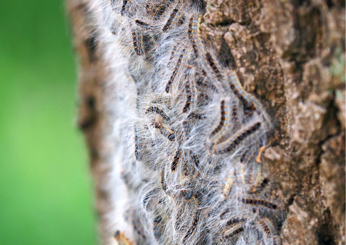 Chenilles processionnaires sur un arbe