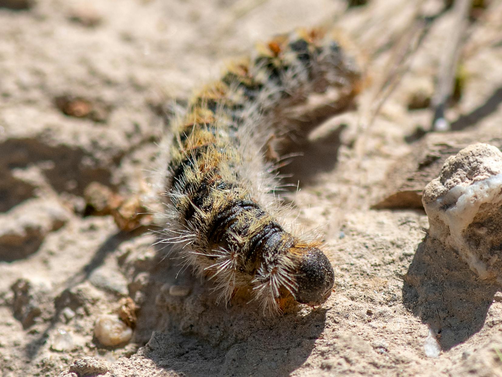 Chenille processionnaire qui rampe sur le sol