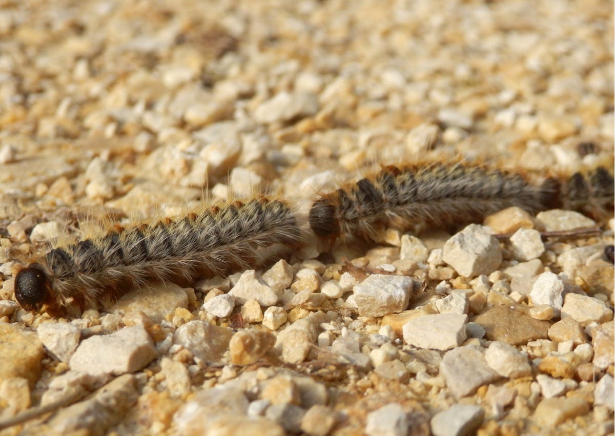 Chenille processionnaire qui se suivent à travers des cailloux en fil indienne