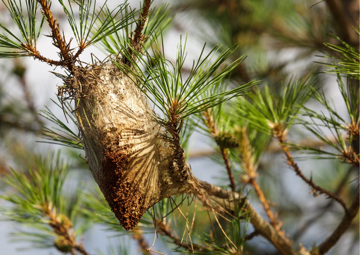 nid de Chenille processionnaire dans un pain parassole