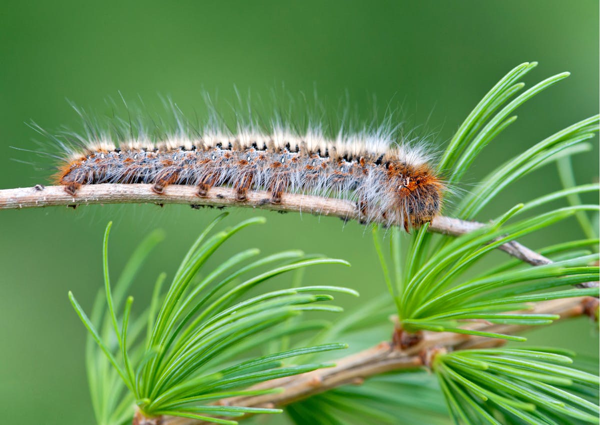 Chenille processionnaire sur une branche de pain