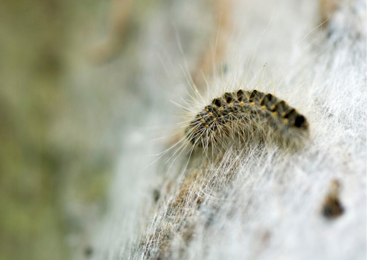 Chenille processionnaire sur un mur en pierre