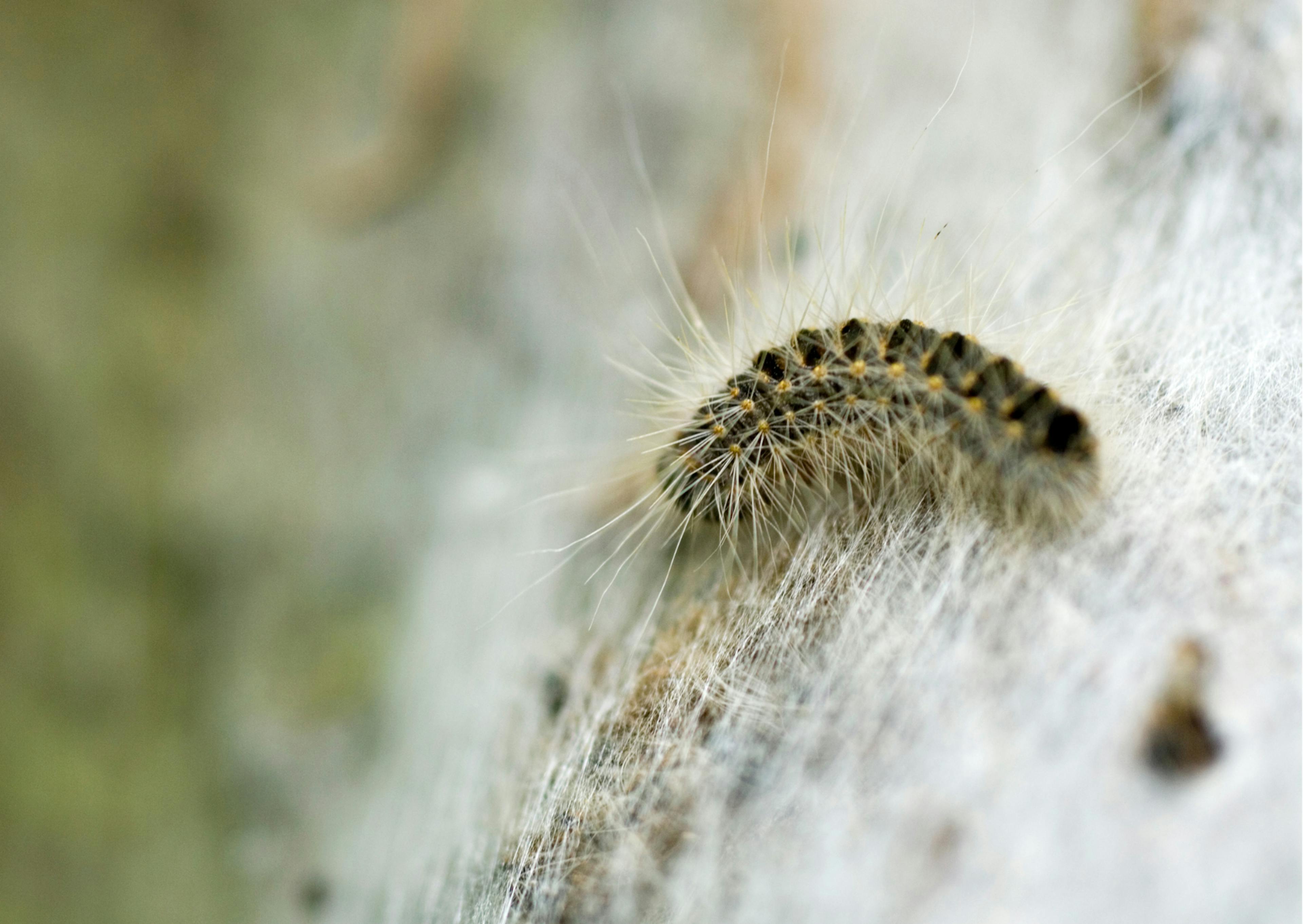 Chenille processionnaire sur un mur en pierre 
