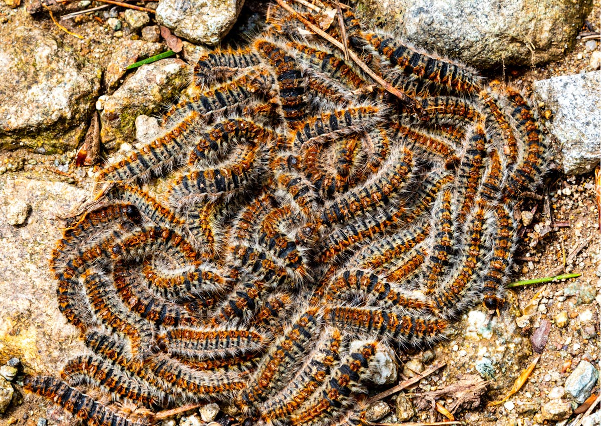 conglomérat de Chenille processionnaire sur le sol