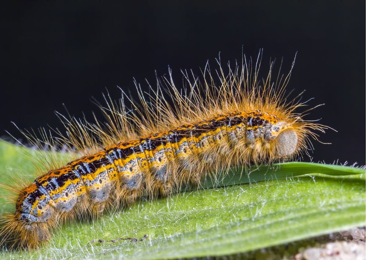 Chenille processionnaire sur une feuille verte