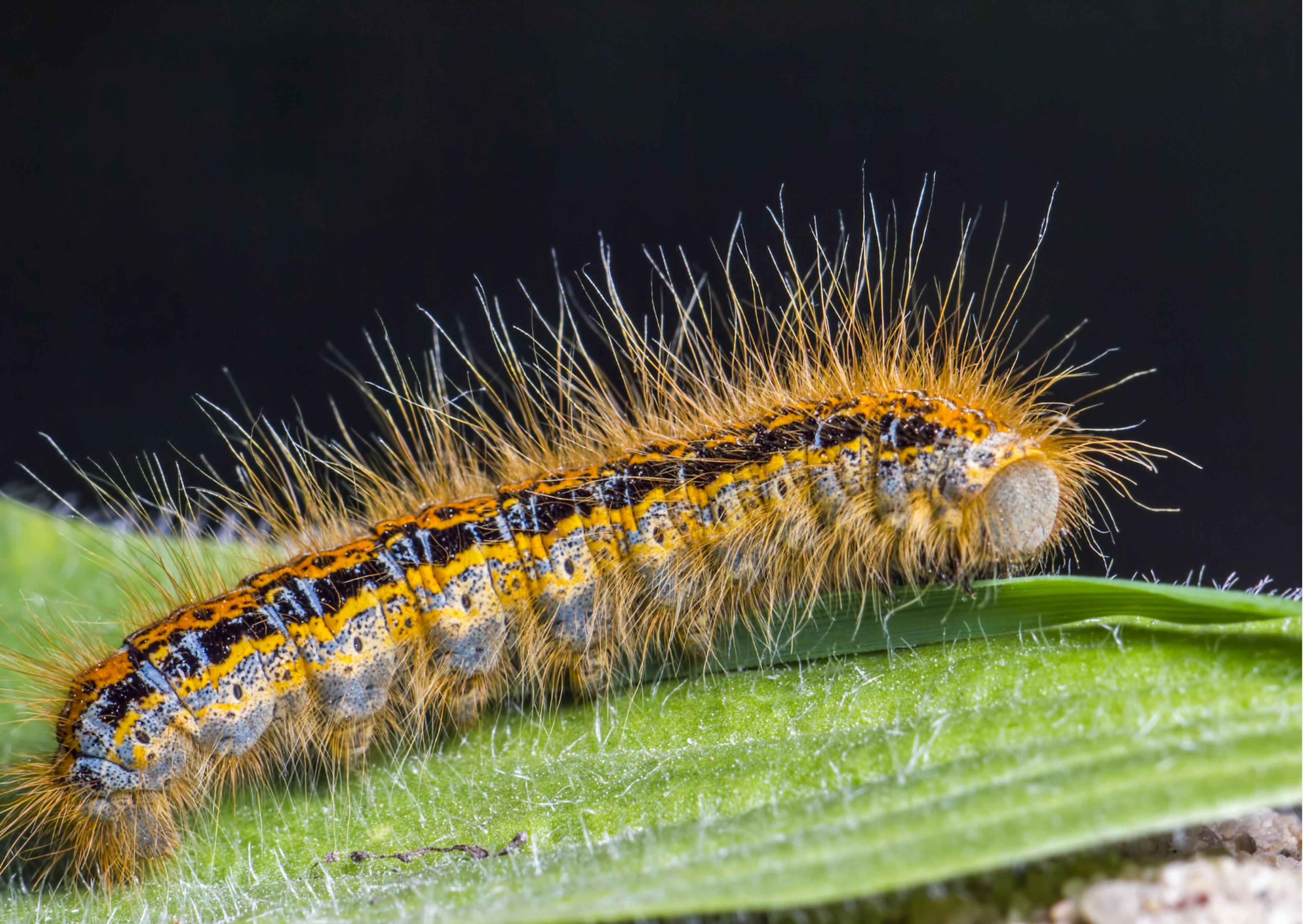 Chenille processionnaire sur une feuille verte 