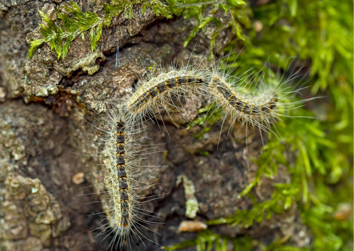 3 Chenilles processionnaires en fil indienne 