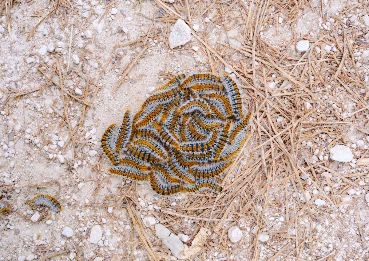 conglmerat de Chenilles processionnaires sur le sol, iul y a des aiguilles de pain parassole