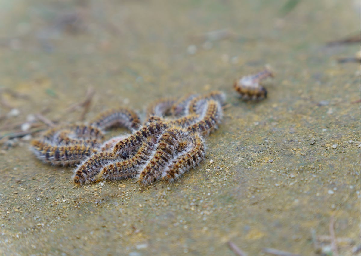 Chenilles processionnaires sur le sol, elles se suivent 