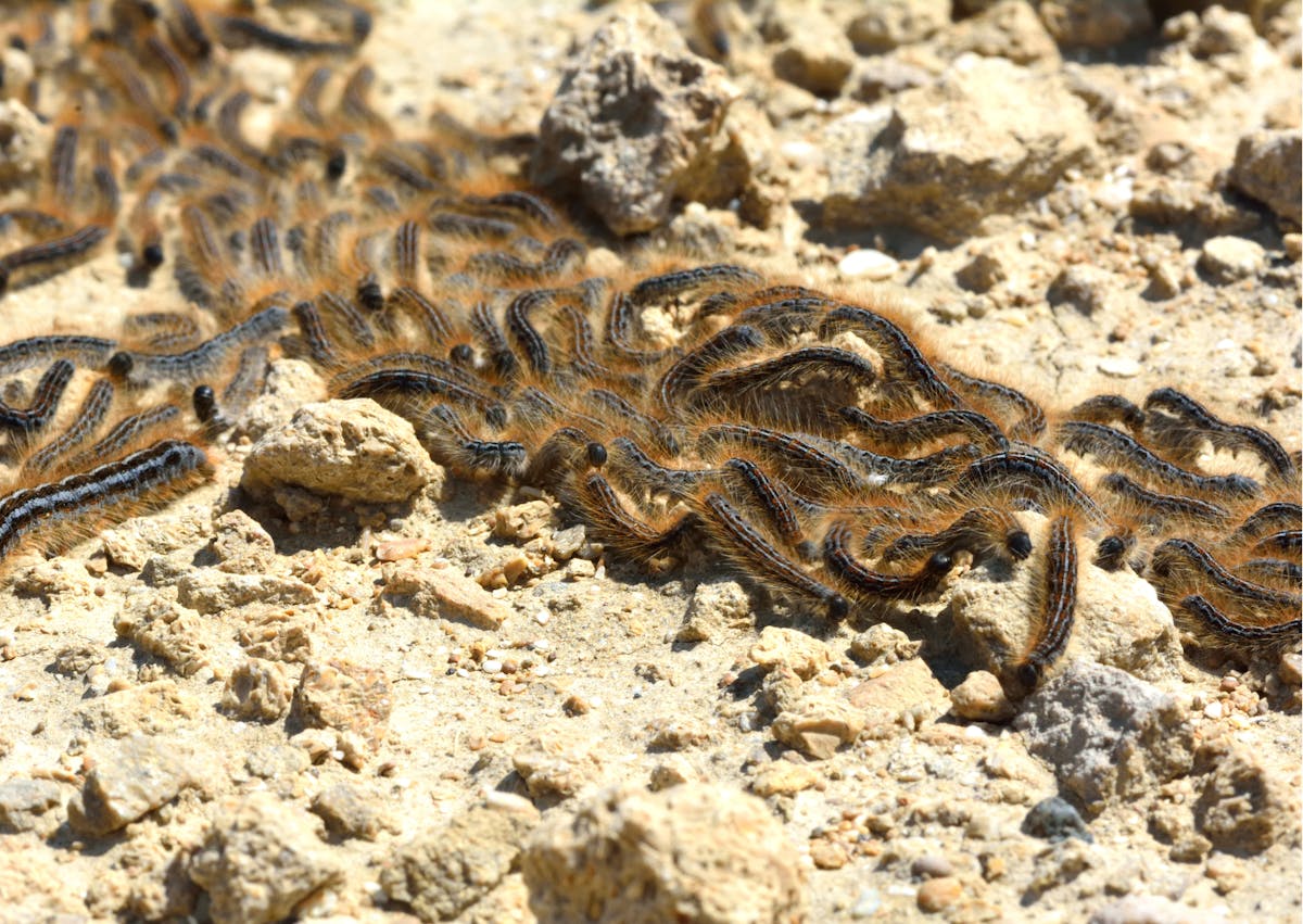 Une centaine de Chenilles processionnaires sur le sol