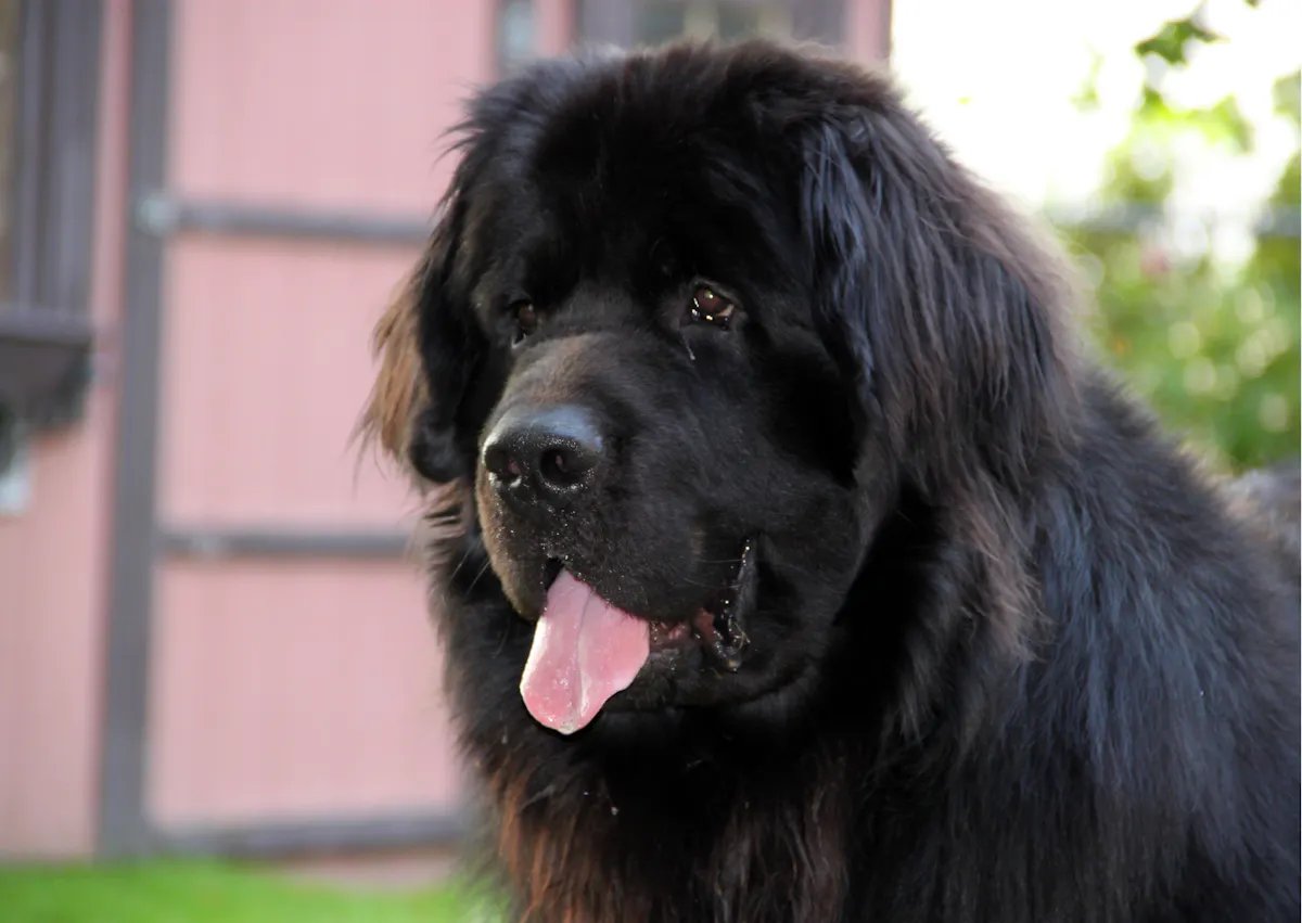 Chien terre neuve qui tire la langue
