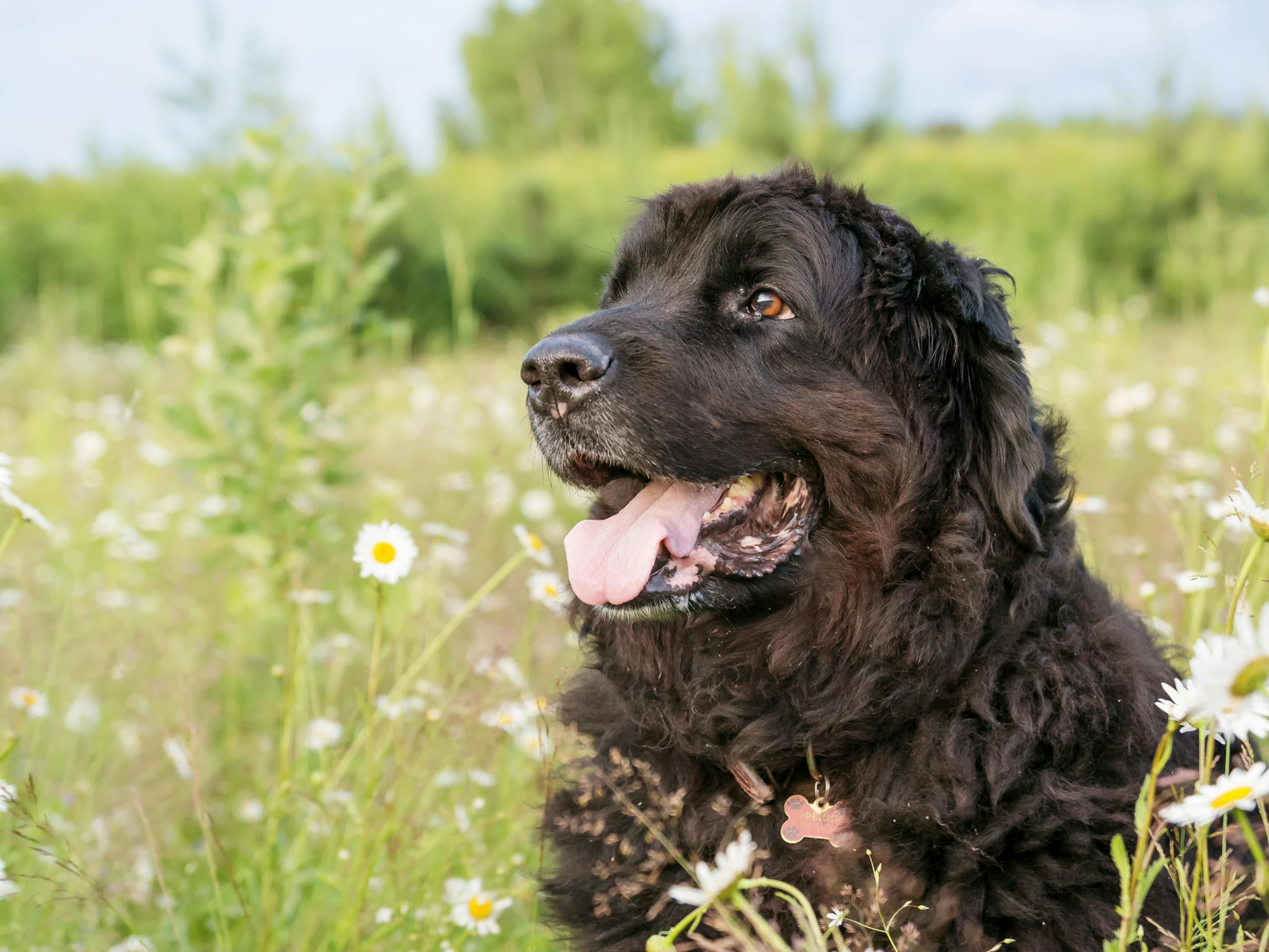 Chien terre neuve au milieu d'un champs qui tire la langue