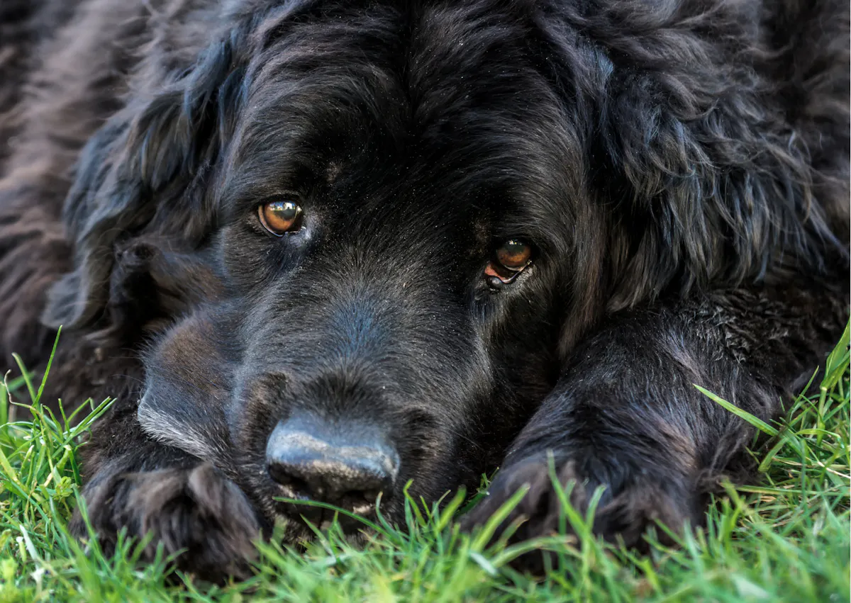Chien terre neuve couché dans l'herbe