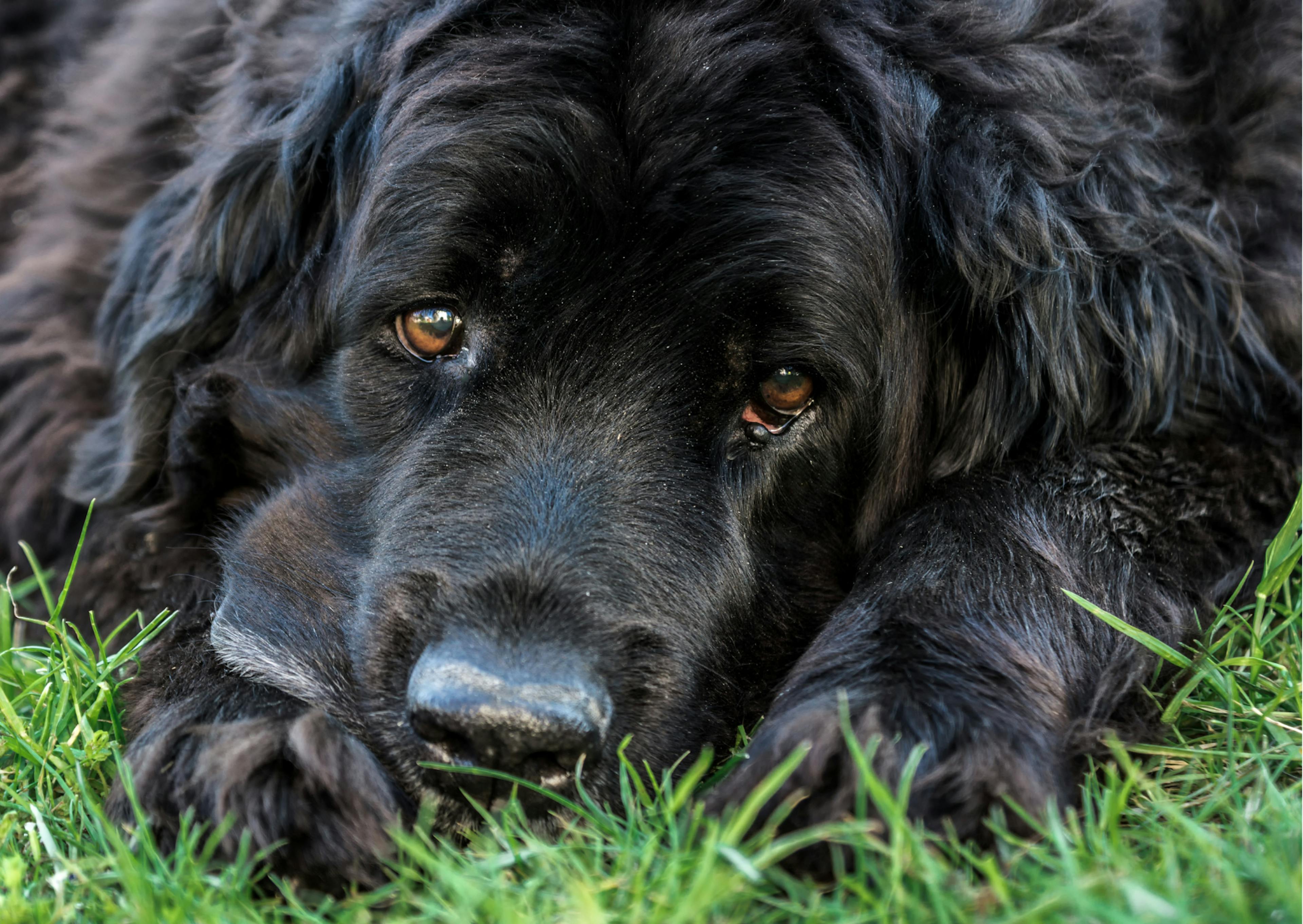 Chien terre neuve couché dans l'herbe