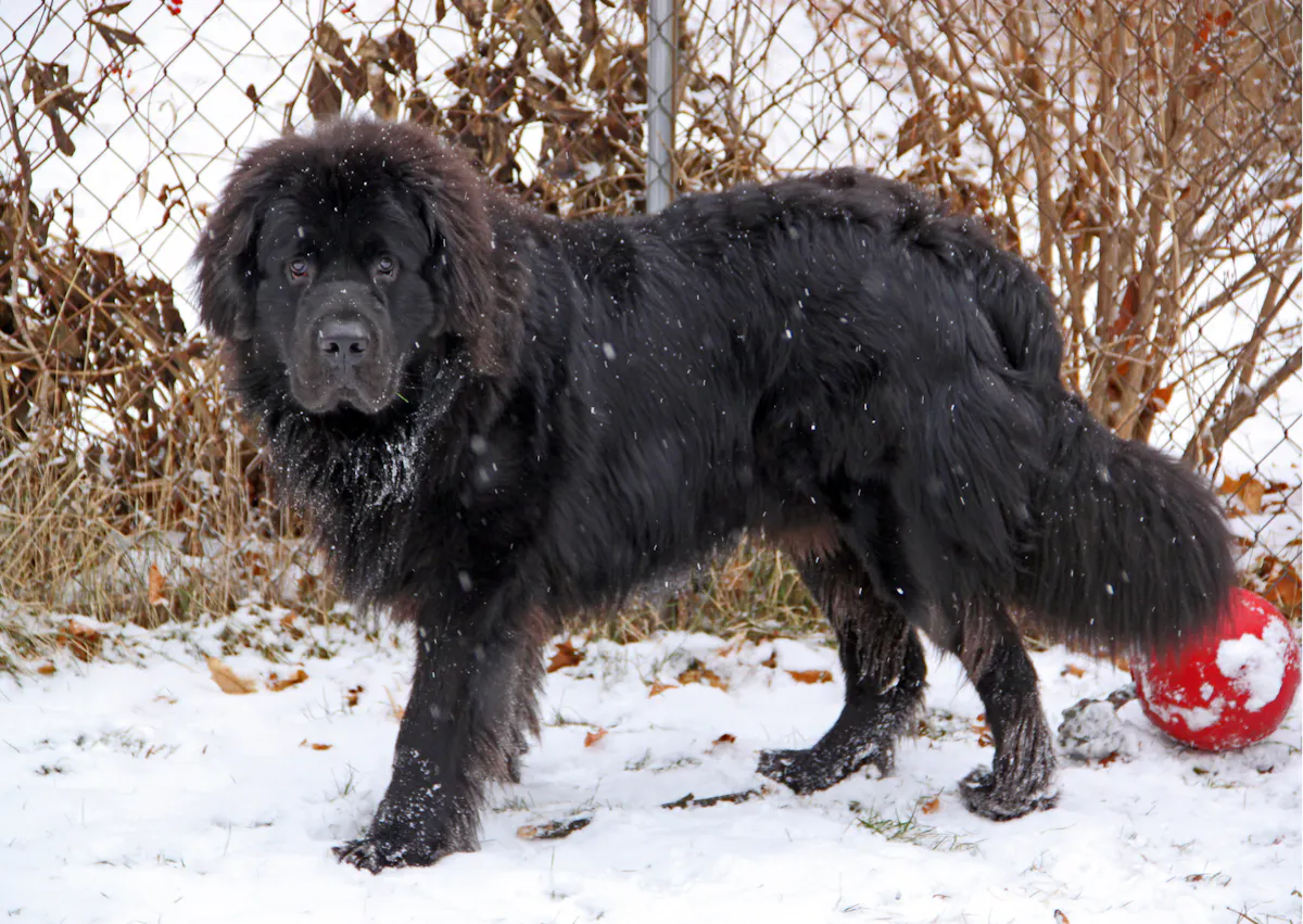 Chien terre neuve debout dans la neige