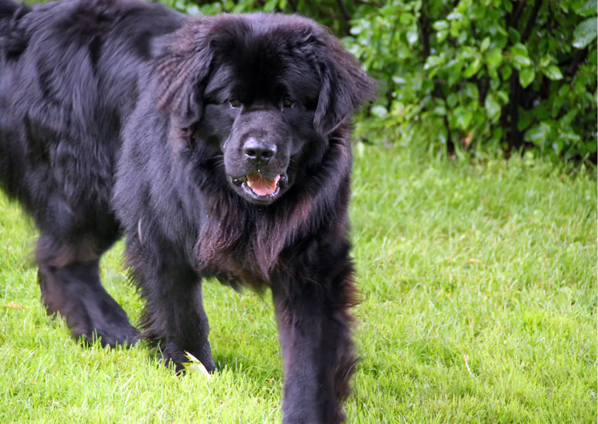 Chien terre neuve qui marche dans l'herbe
