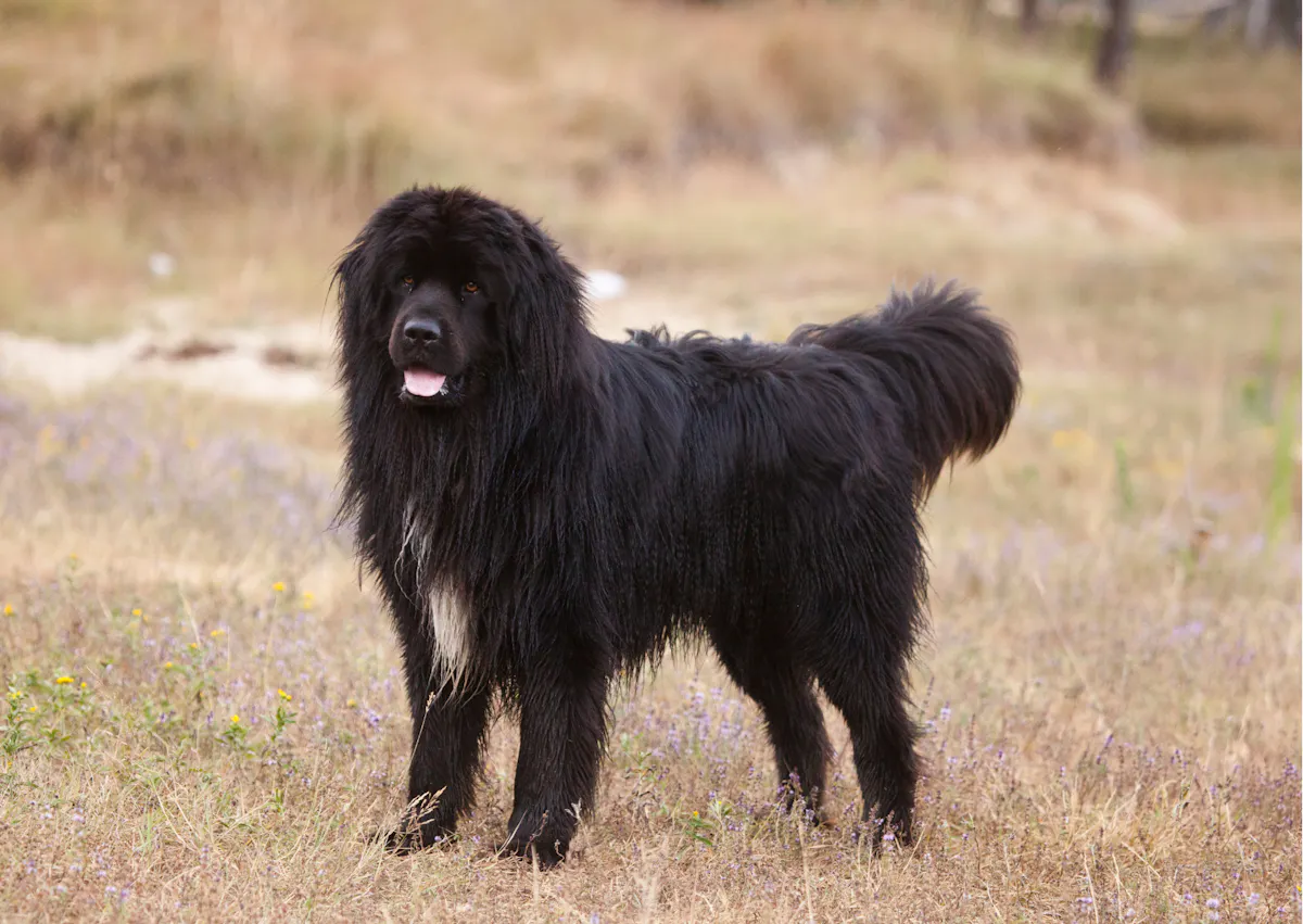Chien terre neuve debout dans de l'herbe brûlée