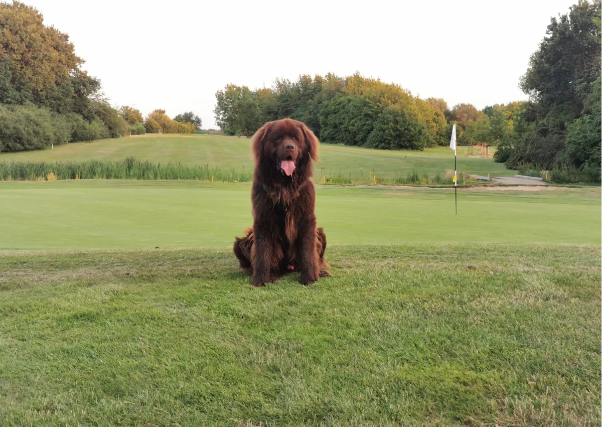 Chien terre neuve assis dans une pelouse