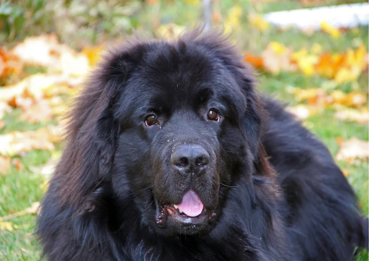 Chien terre neuve qui tire la langue 