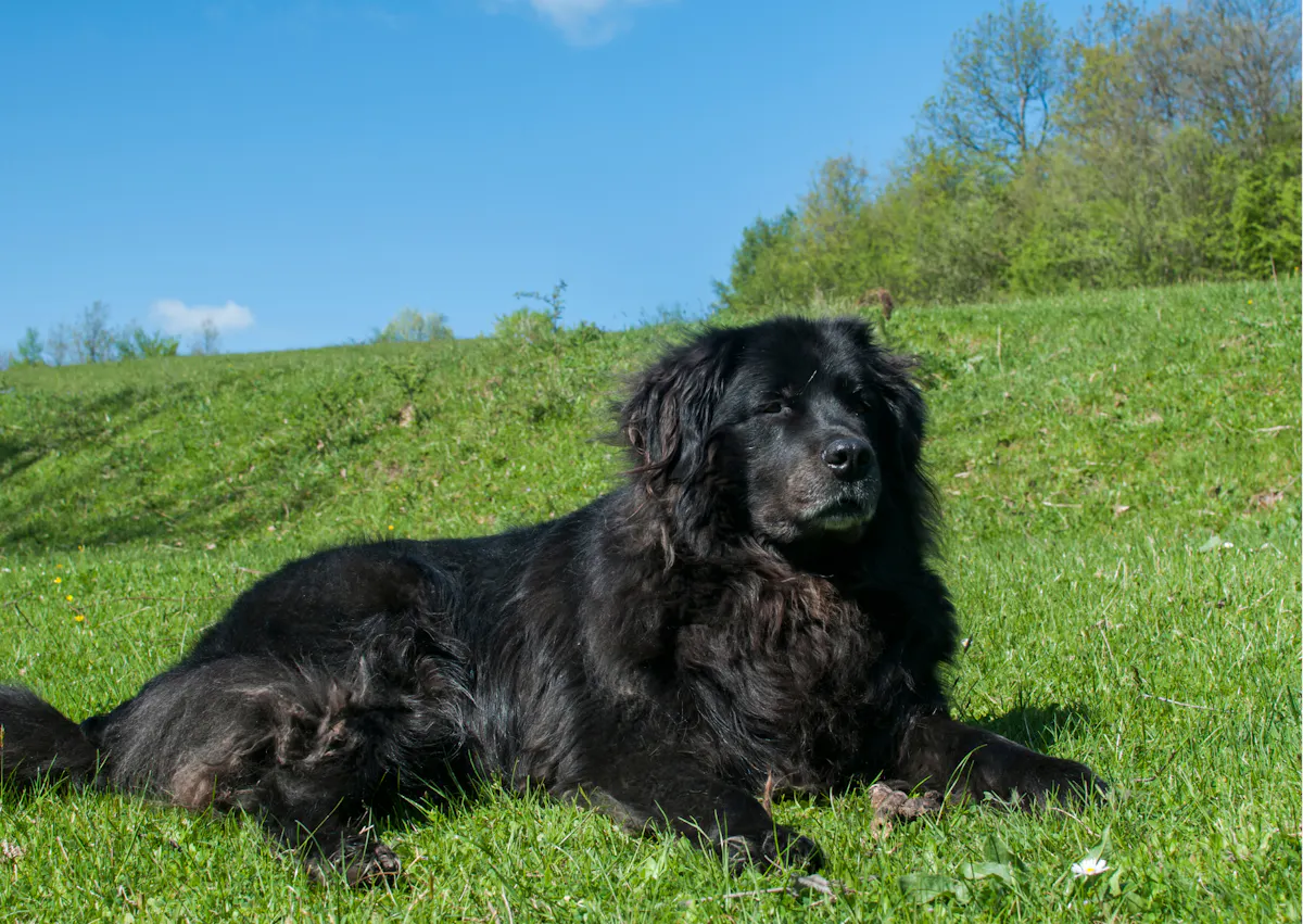 Chien terre neuve couché dans une pelouse, le ciel est bleu