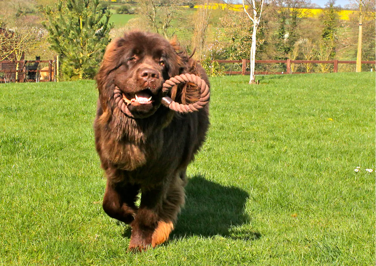 Chien terre neuve qui joue avec son jouer et courtdans une pelouse