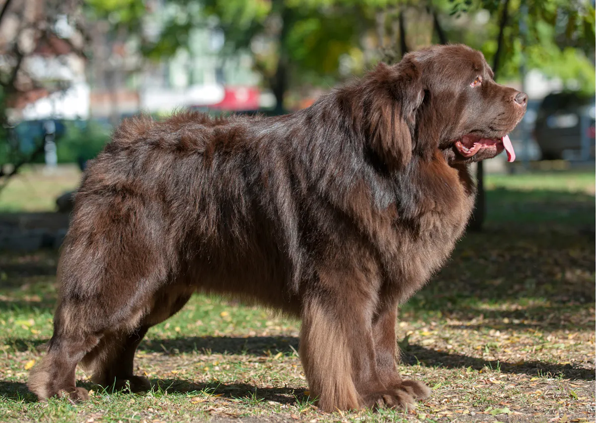 Chien terre neuve de côté, il tire la langue et regarde au loin