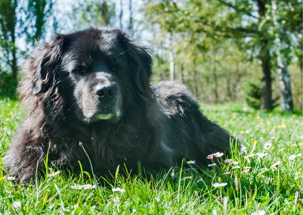 Chien terre neuve couché dans l'herbe, il regarde au loin
