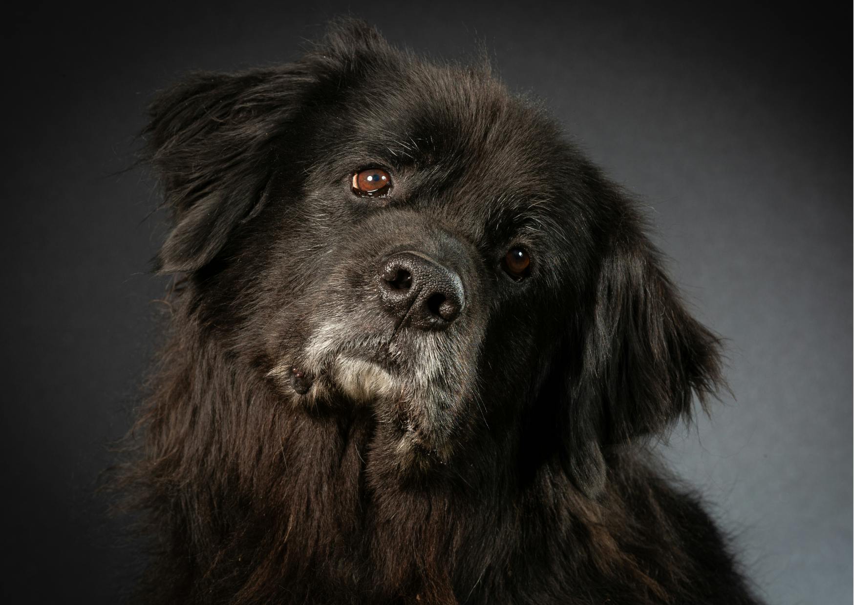 Chien terre neuve sur un fond noir, il tourne la tête et regarde curieusement