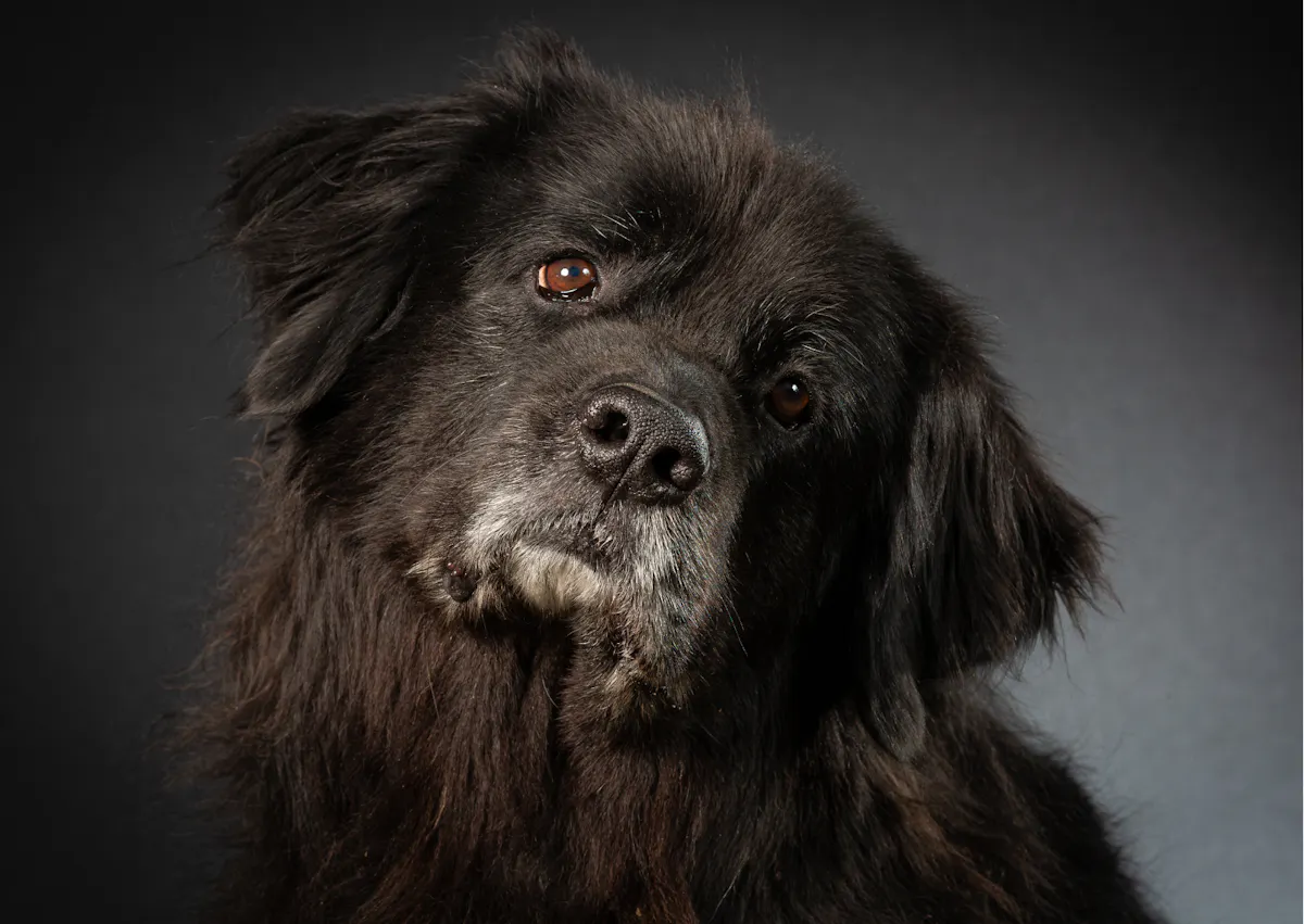 Chien terre neuve sur un fond noir, il tourne la tête et regarde curieusement 