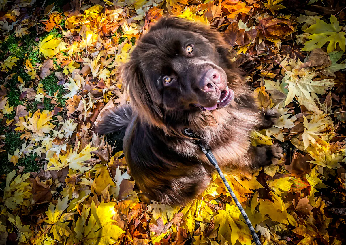 Chien terre neuve pris d'en haut, il est assis sur un tas de feuilles