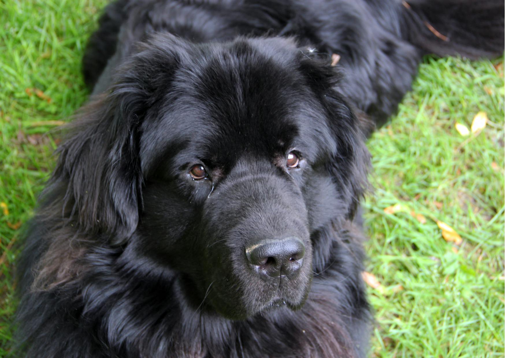 Chien terre neuve couché dans une pelouse