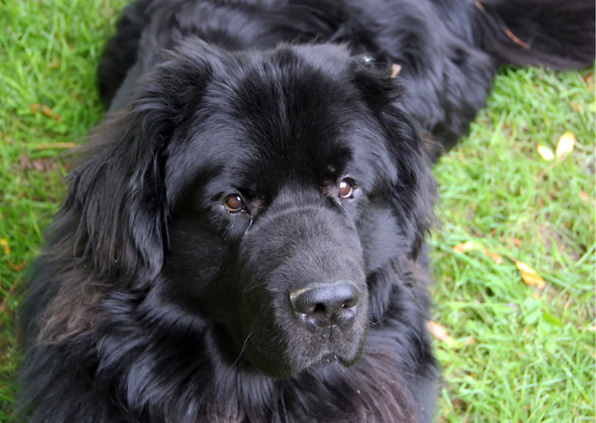 Chien terre neuve couché dans une pelouse