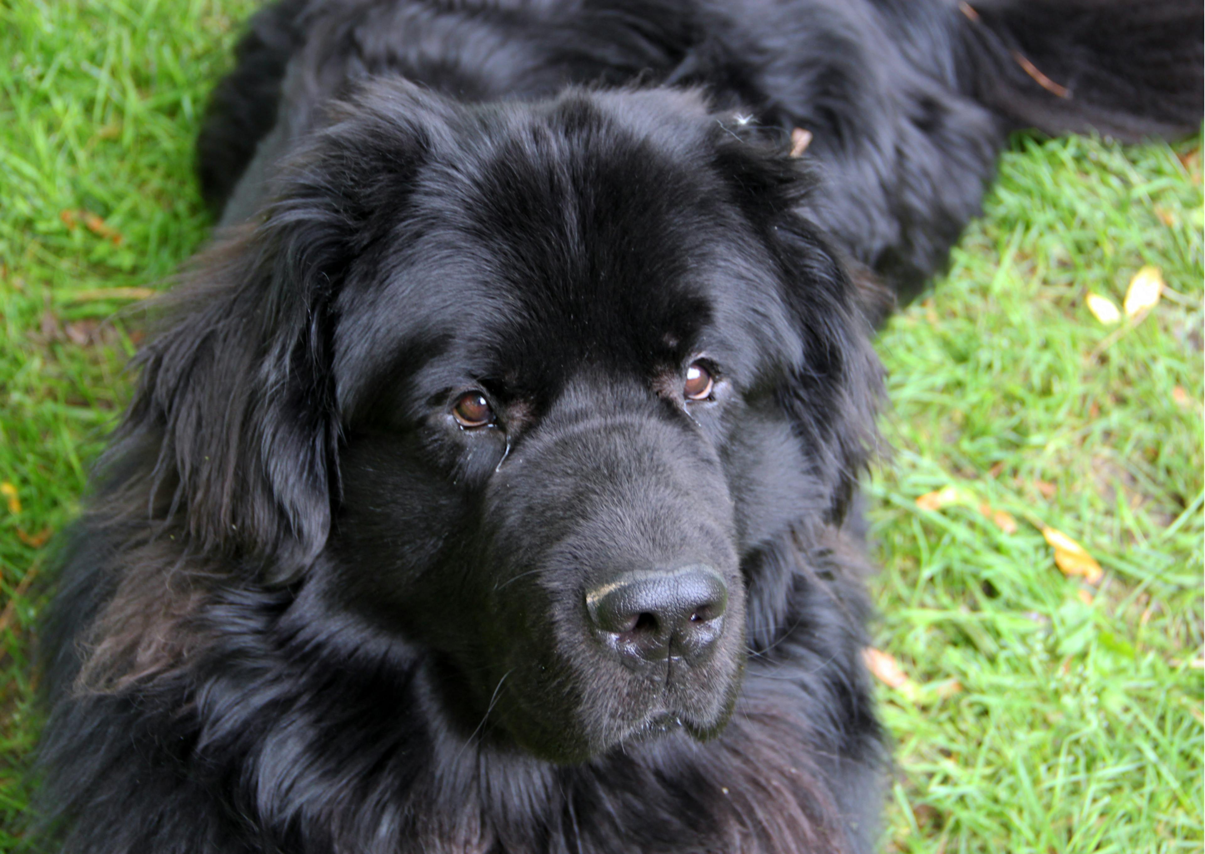 Chien terre neuve couché dans une pelouse