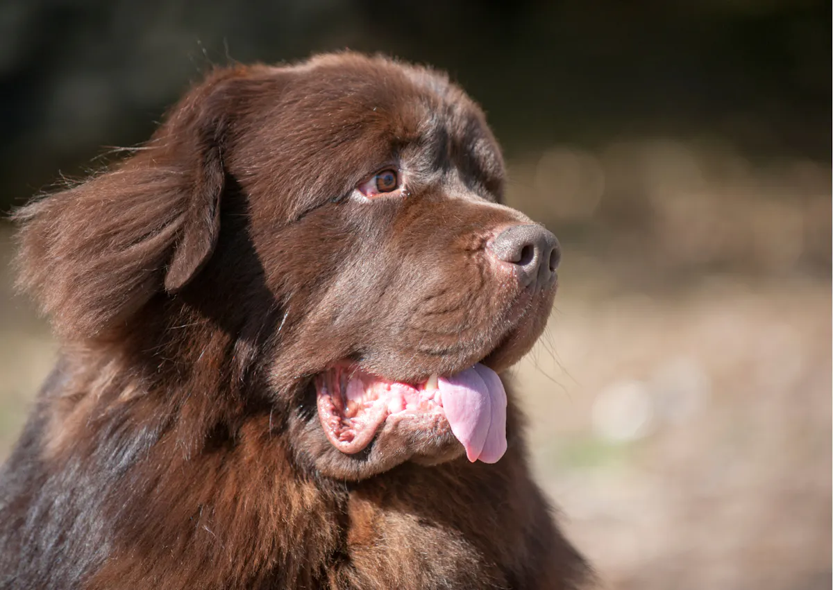 Chien terre neuve qui tire la langue et regarde sur le côté