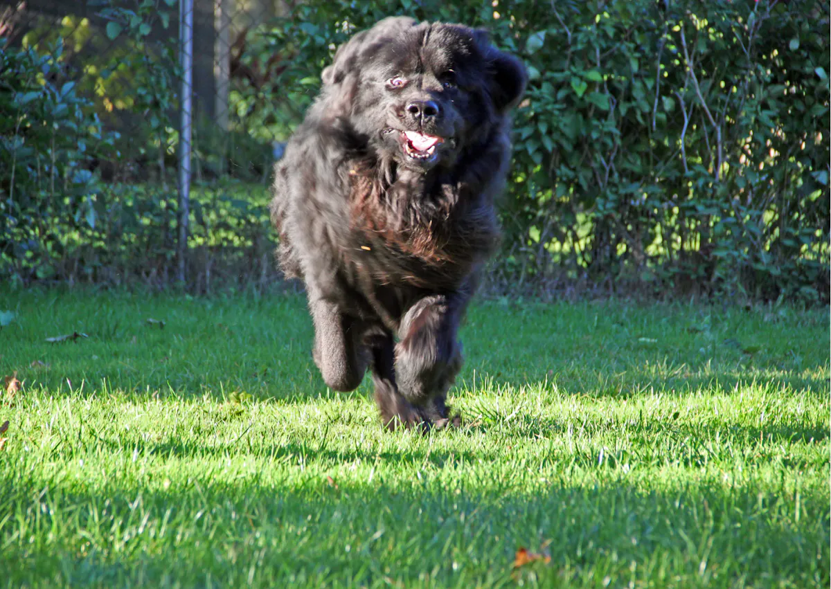 Chien terre neuve qui court vite et regarde devant lui